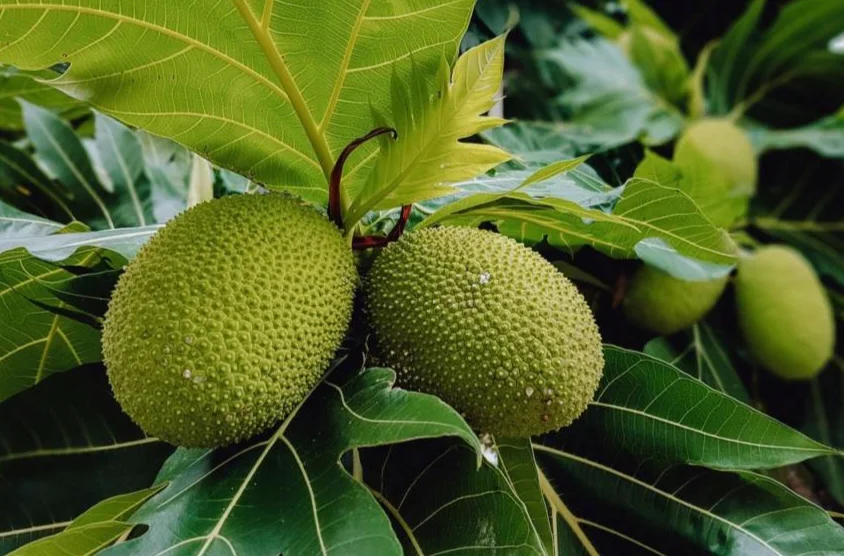 Breadfruit