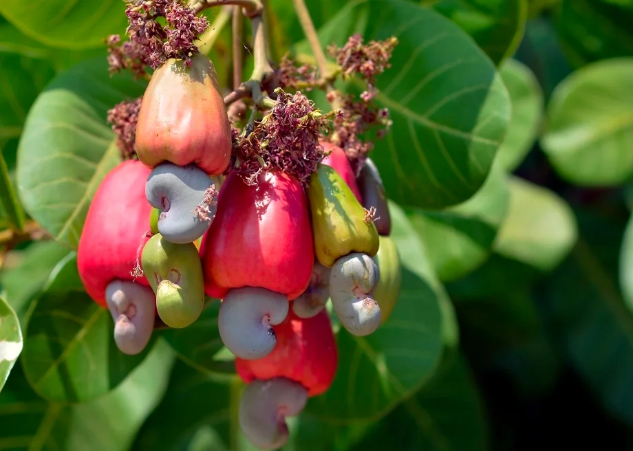 Cashew