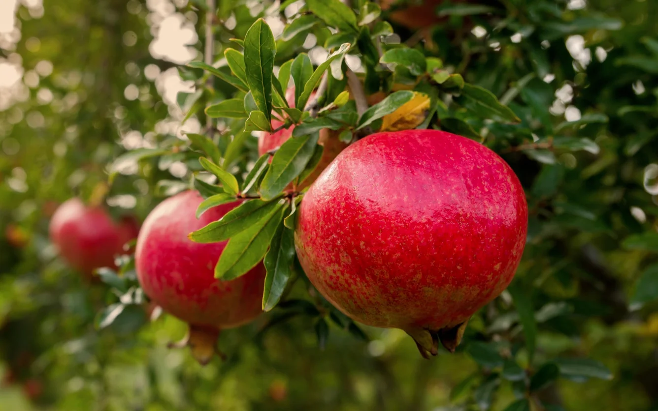Pomegranate