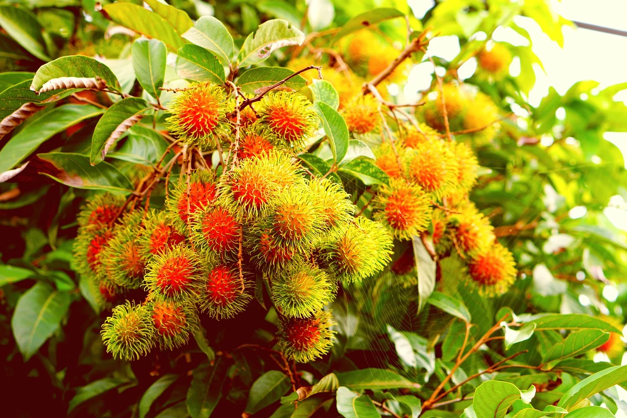 Rambutan