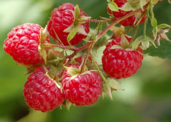 RaspBerry