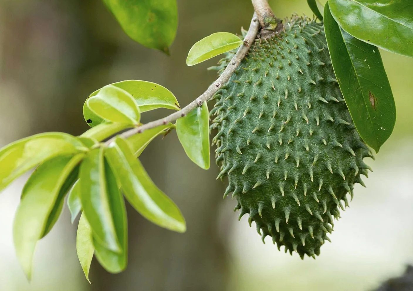 Soursop